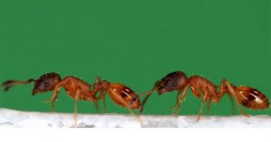 Un pequeño robot suplanta a hormigas en transferir conocimiento