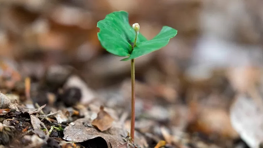 Desde crecer bajo tierra hasta autopodarse: los fascinantes secretos de las plantas para resistir al fuego