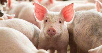 Científicos logran restaurar funciones celulares en cerdos una hora después de muertos