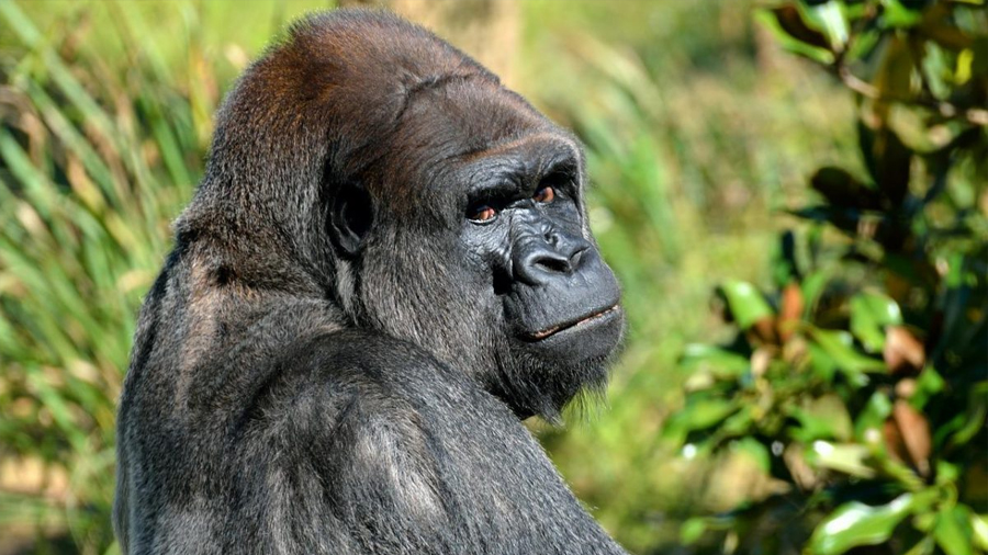 Gorilas en cautiverio crean vocalizaciones para comunicarse con sus cuidadores