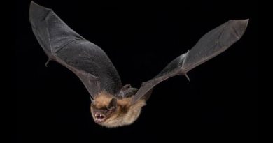 La hibernación retrasa el envejecimiento de los murciélagos