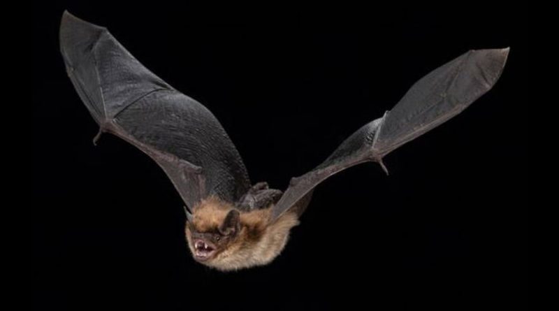 La hibernación retrasa el envejecimiento de los murciélagos
