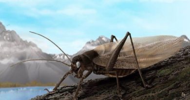 Científicos recrean el canto de un insecto visto por última vez hace 150 años