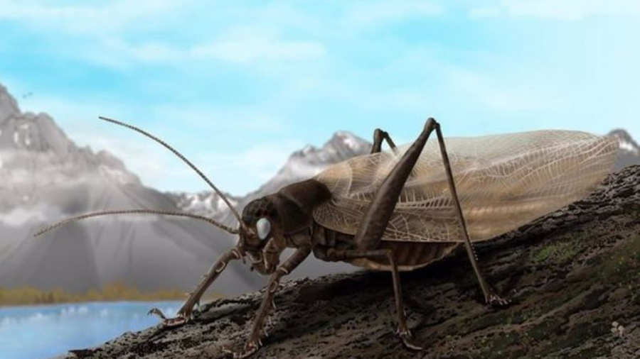 Científicos recrean el canto de un insecto visto por última vez hace 150 años