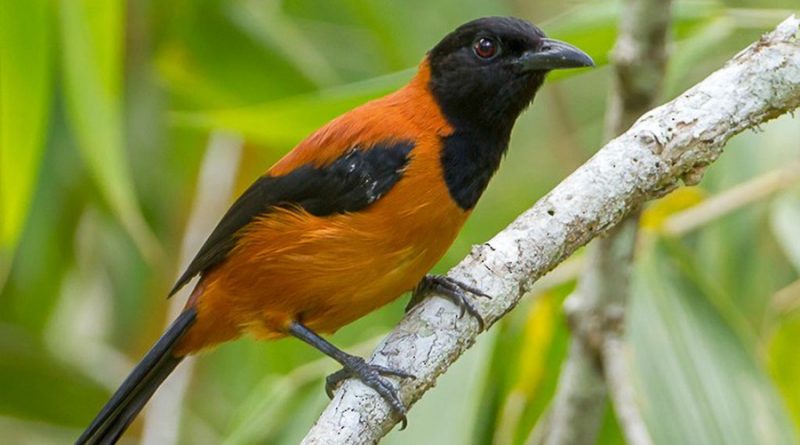 Descubrieron el primer y único pájaro venenoso del mundo