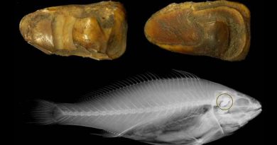 Usan huesos de oído de peces para estimar la temperatura del agua de mar en la antigüedad