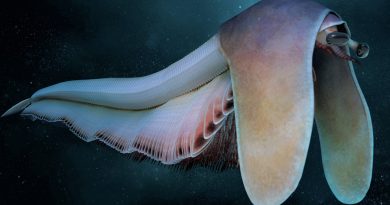 Descubren criatura marina que parece un gusano con orejas de sabueso