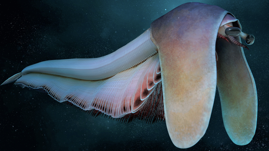 Descubren criatura marina que parece un gusano con orejas de sabueso