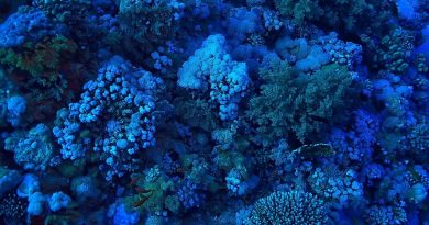 Pacífico: nuevas criaturas descubiertas en una grieta en las profundidades