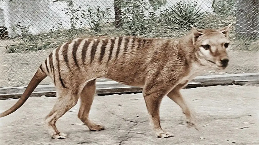 Científicos planean la multimillonaria resurrección del tigre de Tasmania