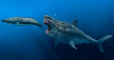 Un modelo 3D desvela que el megalodón podía devorar presas del tamaño de una orca entera