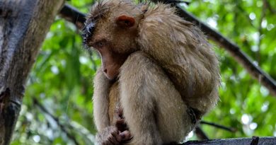 Científicos descubren que monos usan piedras como juguetes sexuales para masturbarse