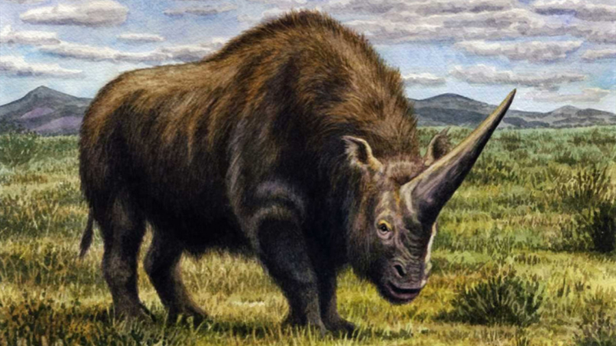 Elasmotherium sibiricum, el verdadero “unicornio” que vivió entre los humanos hace 29 mil años