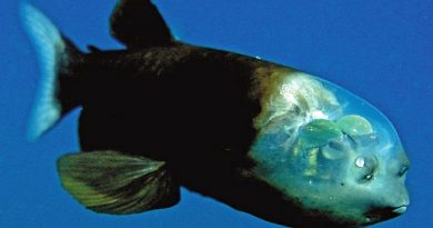 Este extraño pez tiene un rostro espeluznante: es totalmente transparente y expone el cerebro a simple vista