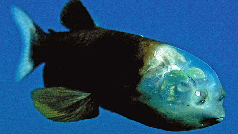 Este extraño pez tiene un rostro espeluznante: es totalmente transparente y expone el cerebro a simple vista