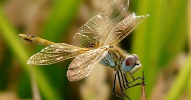 Descubren el mecanismo que regenera las alas de los insectos cuando se dañan