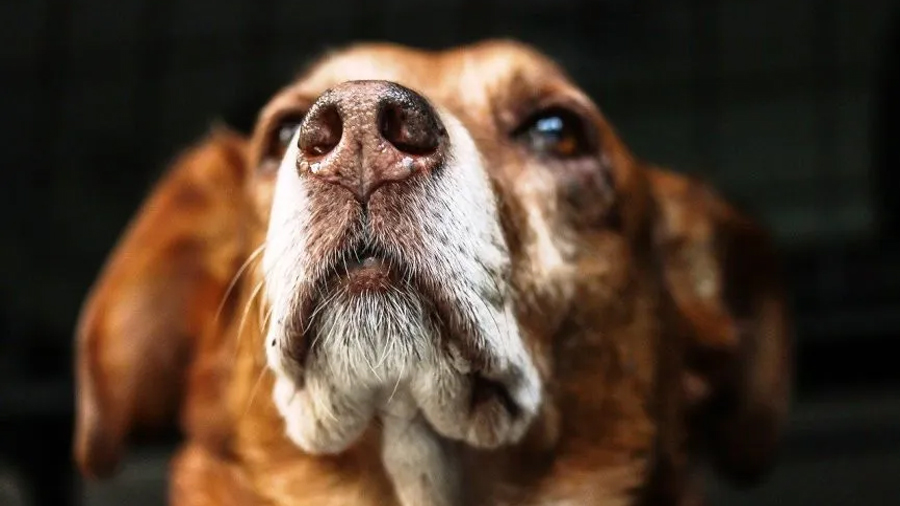 Los perros pueden ver con su nariz, descubren que visión y olfato están conectados en su cerebro
