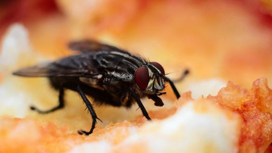 ¿Por qué es tan difícil matar moscas?