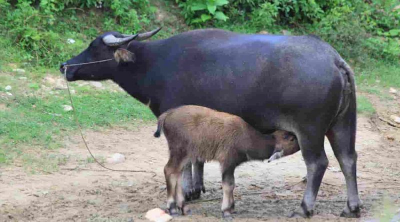 Identifican una hormona clave para la reproducción de los búfalos