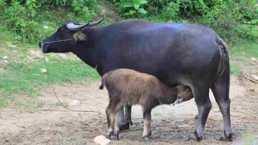 Identifican una hormona clave para la reproducción de los búfalos