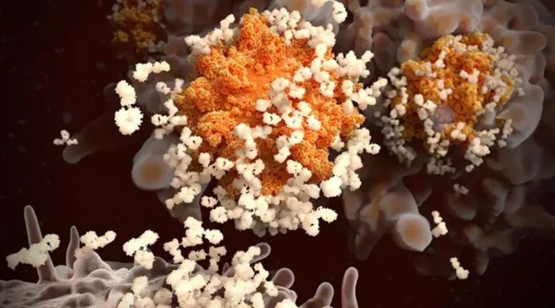 Investigadores 'enseñan' a las células musculares a producir anticuerpos mediante ARNm