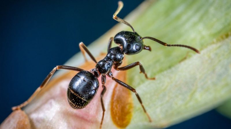 Descubren que las hormigas son mejores que los pesticidas contra las plagas agrícolas
