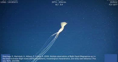 Este calamar con tentáculos de casi dos metros cuenta con una misteriosa (y aterradora) belleza alienígena
