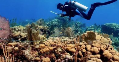 Estudio revela que el desarrollo urbano mata los corales del Caribe mexicano