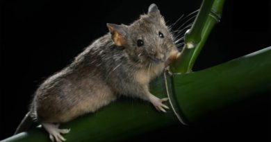 Científicos editaron un millón de años de evolución en el ADN de un ratón