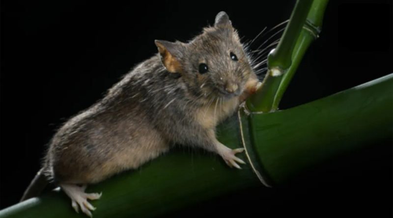 Científicos editaron un millón de años de evolución en el ADN de un ratón