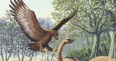 Harpagornis, la mayor águila que ha existido