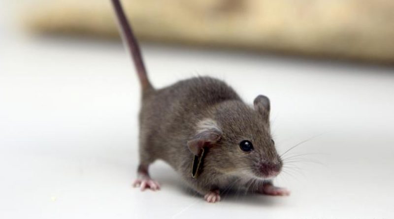 Científicos chinos diseñan un roedor con reordenamientos cromosómicos completos