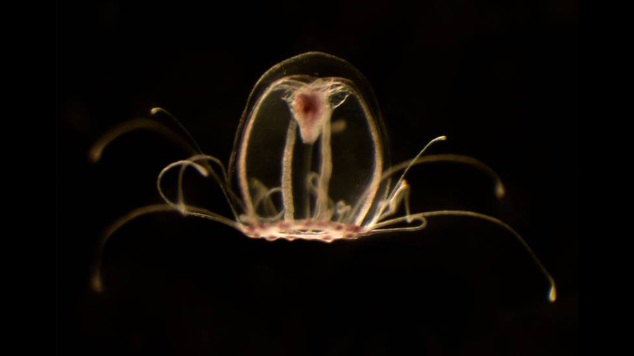 Investigadores españoles descifran el genoma de la medusa inmortal