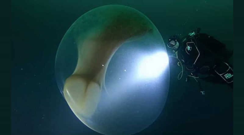 Huevos gigantes y transparentes en el mar de Noruega, ¿qué son exactamente?