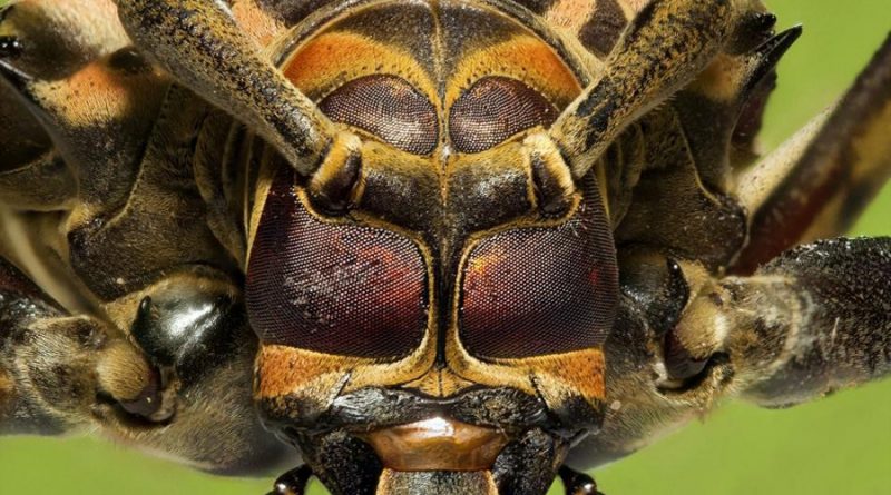 Insectos: ¿pueden sentir dolor? Expertos exigen más estudios para protegerlos