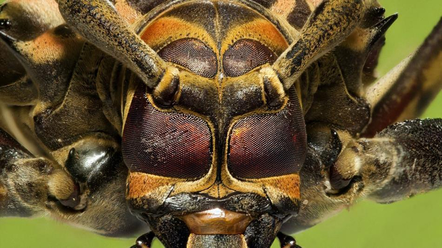 Insectos: ¿pueden sentir dolor? Expertos exigen más estudios para protegerlos