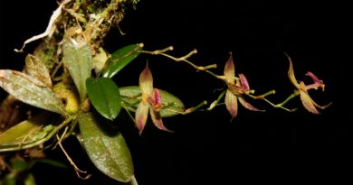 Descubren una nueva especie de orquídea en los Andes del Perú