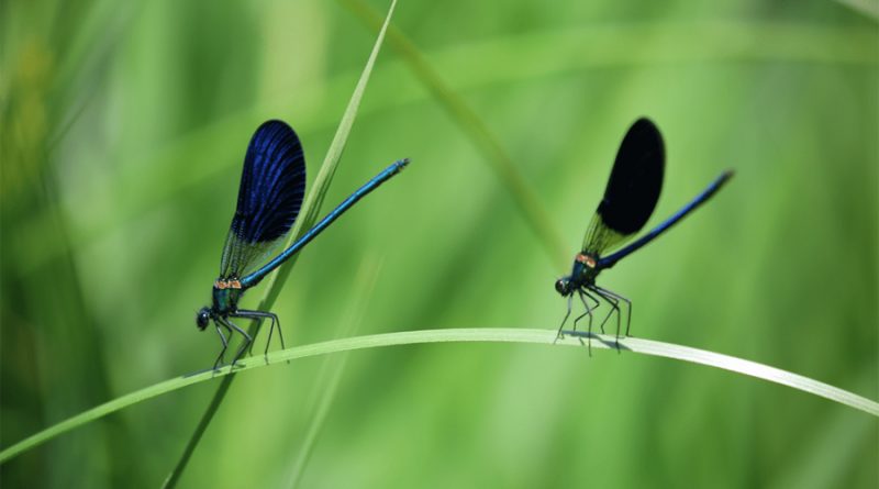 Científicos descubren mecanismo que regenera las alas de los insectos