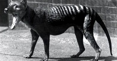 Científicos buscan resucitar al tigre de Tasmania, animal extinto desde 1936