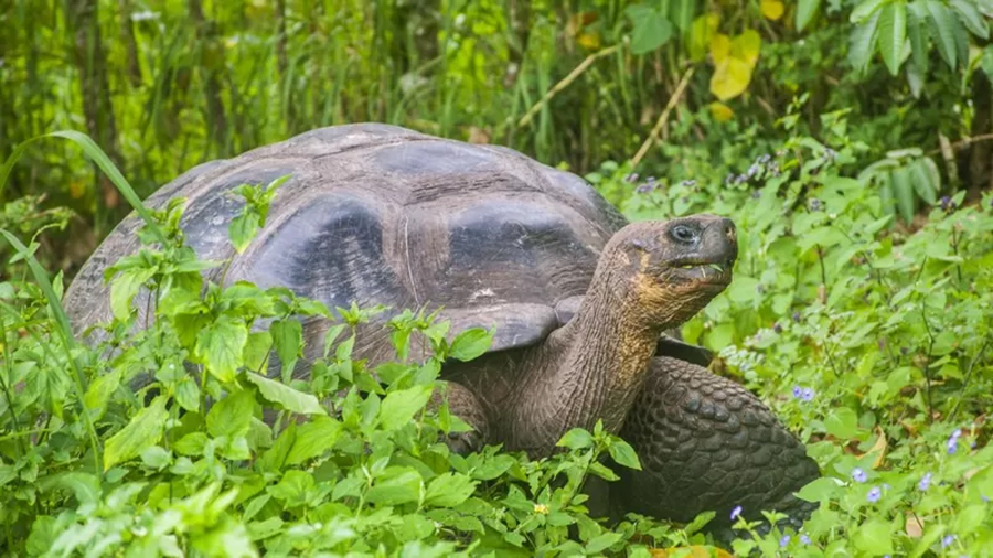 Investigan la muerte violenta de varias de las icónicas tortugas gigantes en Galápagos
