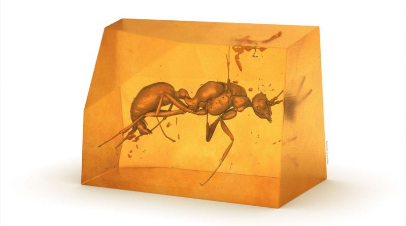 Descubren una especie de hormiga extinta dentro de una pieza de ámbar