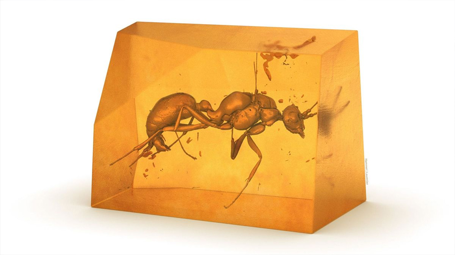 Descubren una especie de hormiga extinta dentro de una pieza de ámbar