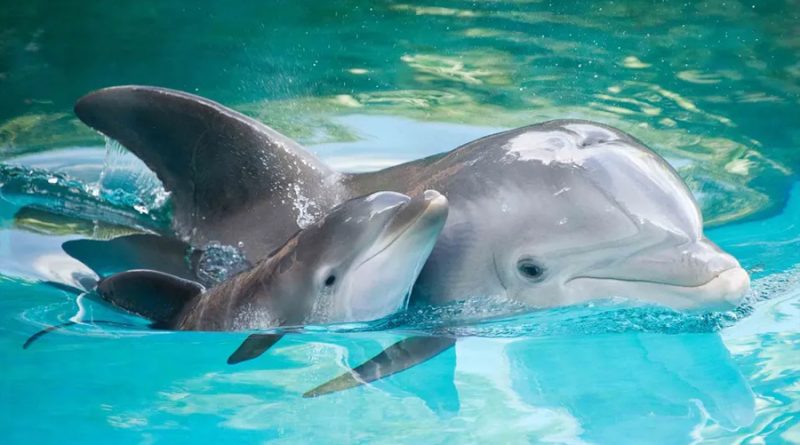 Los delfines crean grandes alianzas al igual que los humanos