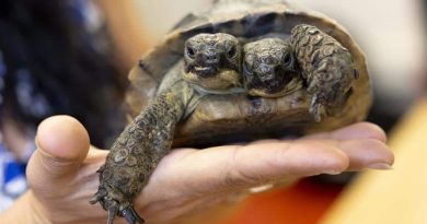Janus, la tortuga bicéfala del Museo de Ginebra, celebra su 25 cumpleaños