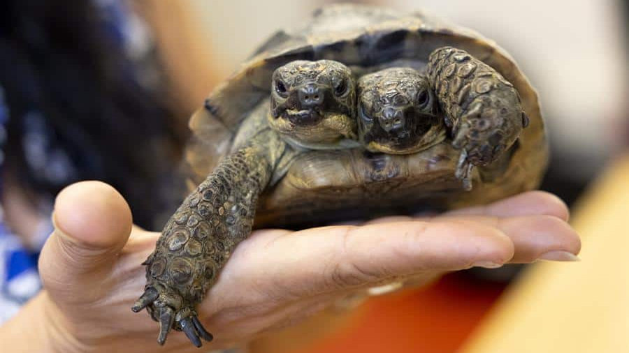 Janus, la tortuga bicéfala del Museo de Ginebra, celebra su 25 cumpleaños