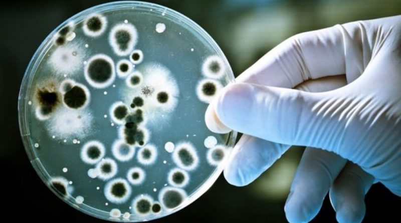 Crean molécula que inhibe más de 300 bacterias resistentes a los medicamentos
