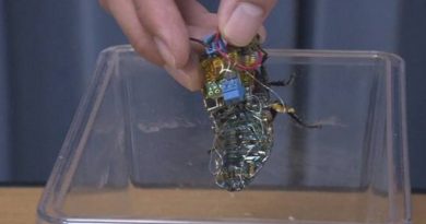 En Japón, desarrollan insecto cíborg para misiones de rescate
