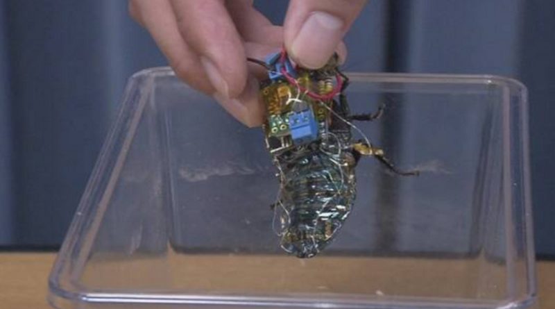 En Japón, desarrollan insecto cíborg para misiones de rescate