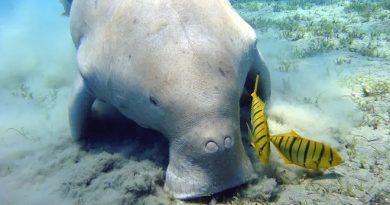 El dugongo o vaca marina, funcionalmente extinto en China