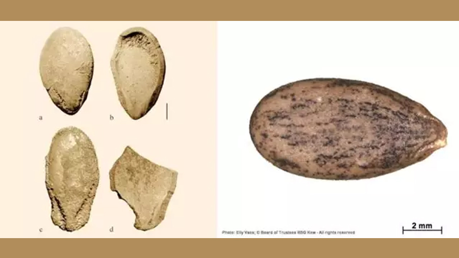 Descifrado el genoma vegetal más antiguo del mundo